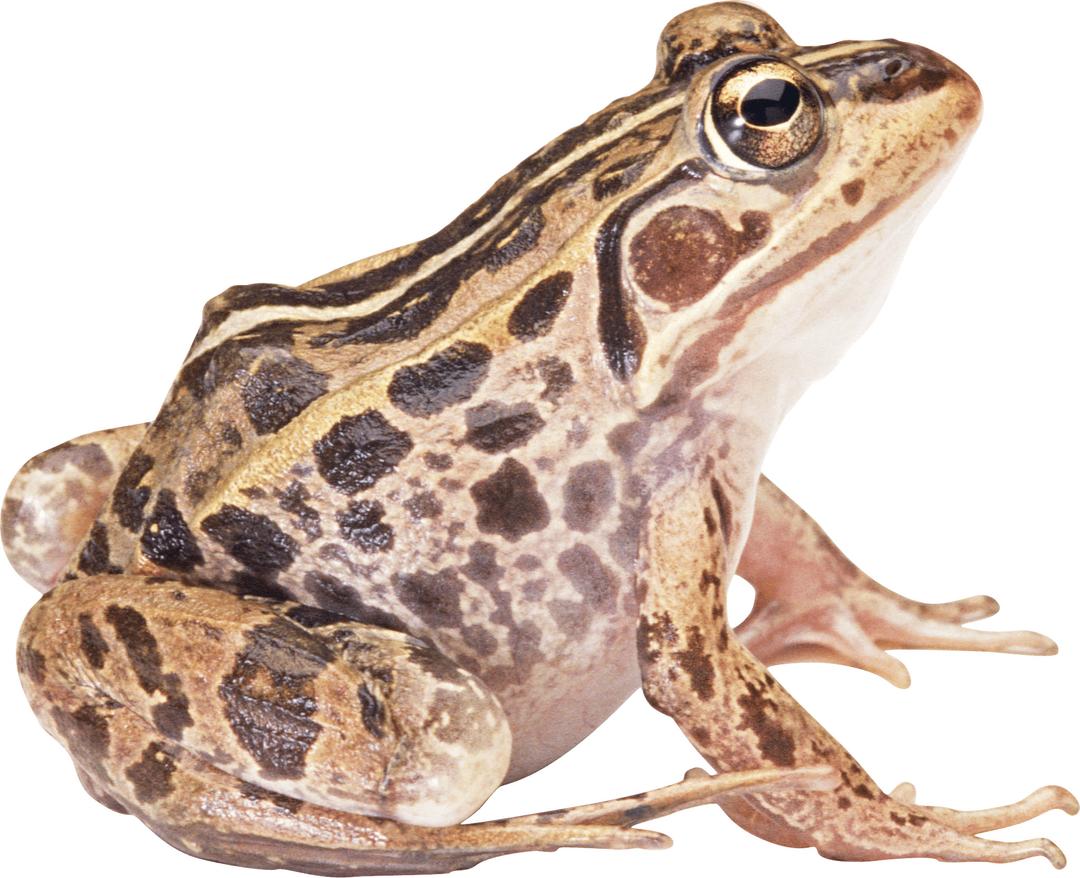 Brown Frog Sideview png transparent