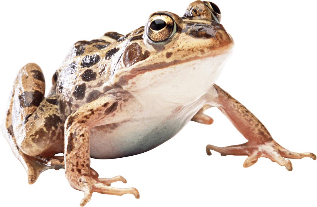 Brown Frog png transparent