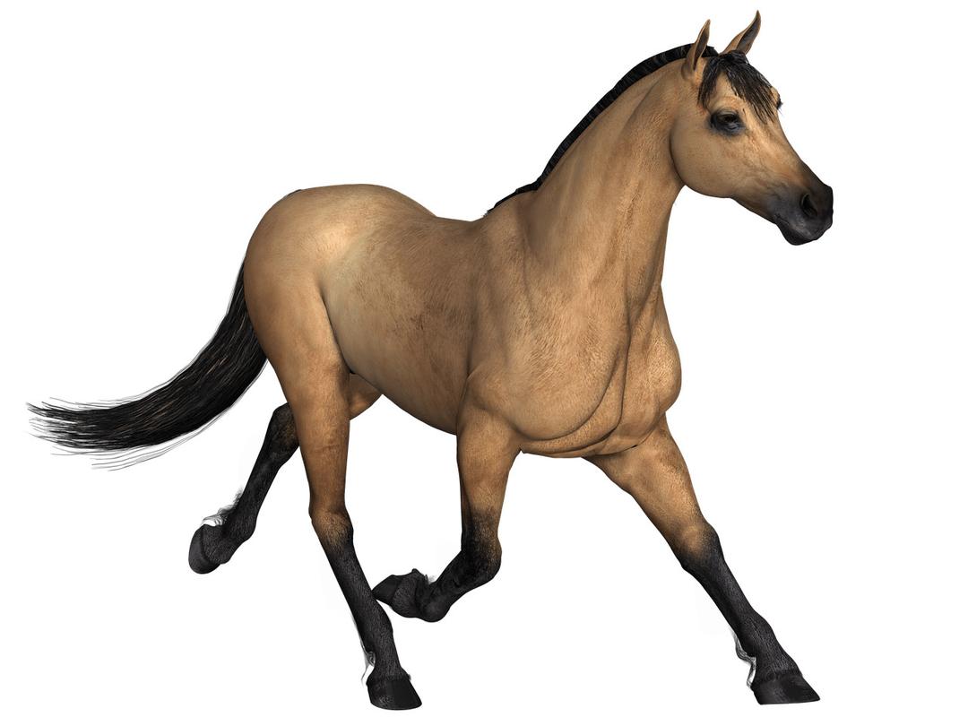 Brown Horse Running png transparent