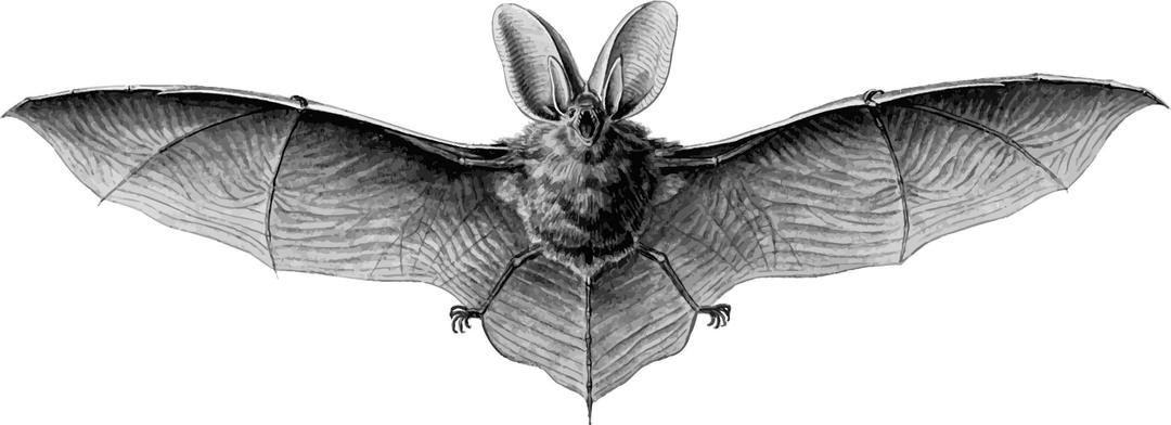 Brown long-eared bat png transparent