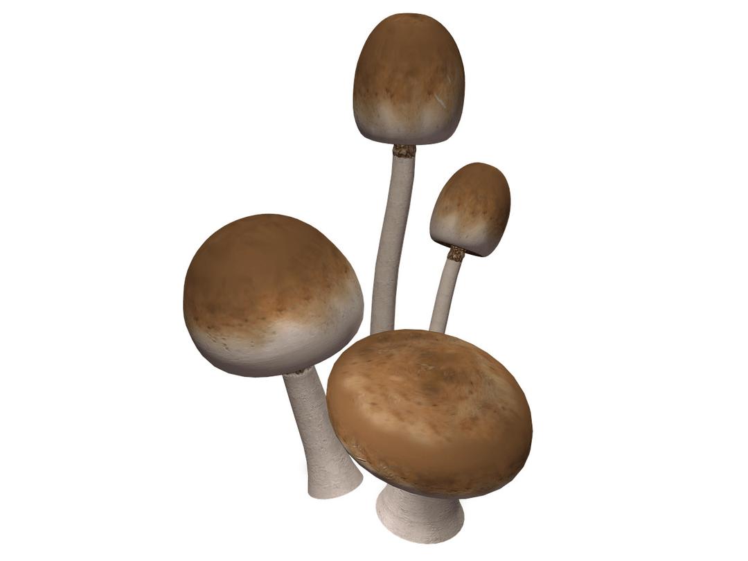 Brown Mushrooms png transparent