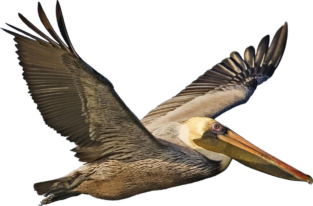 Brown Pelican In Flight png transparent