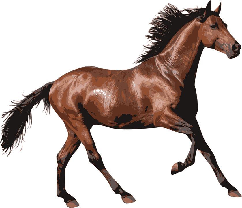 Brown Race Horse png transparent