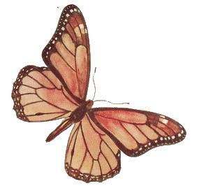 Brown Rose Butterfly png transparent
