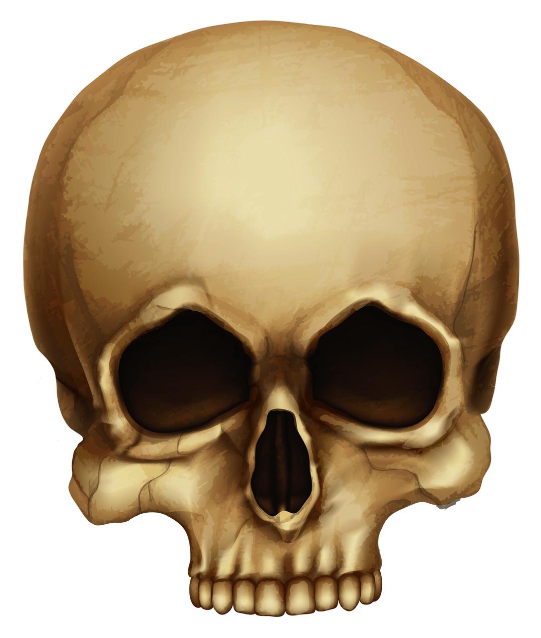Brown Skull Small png transparent