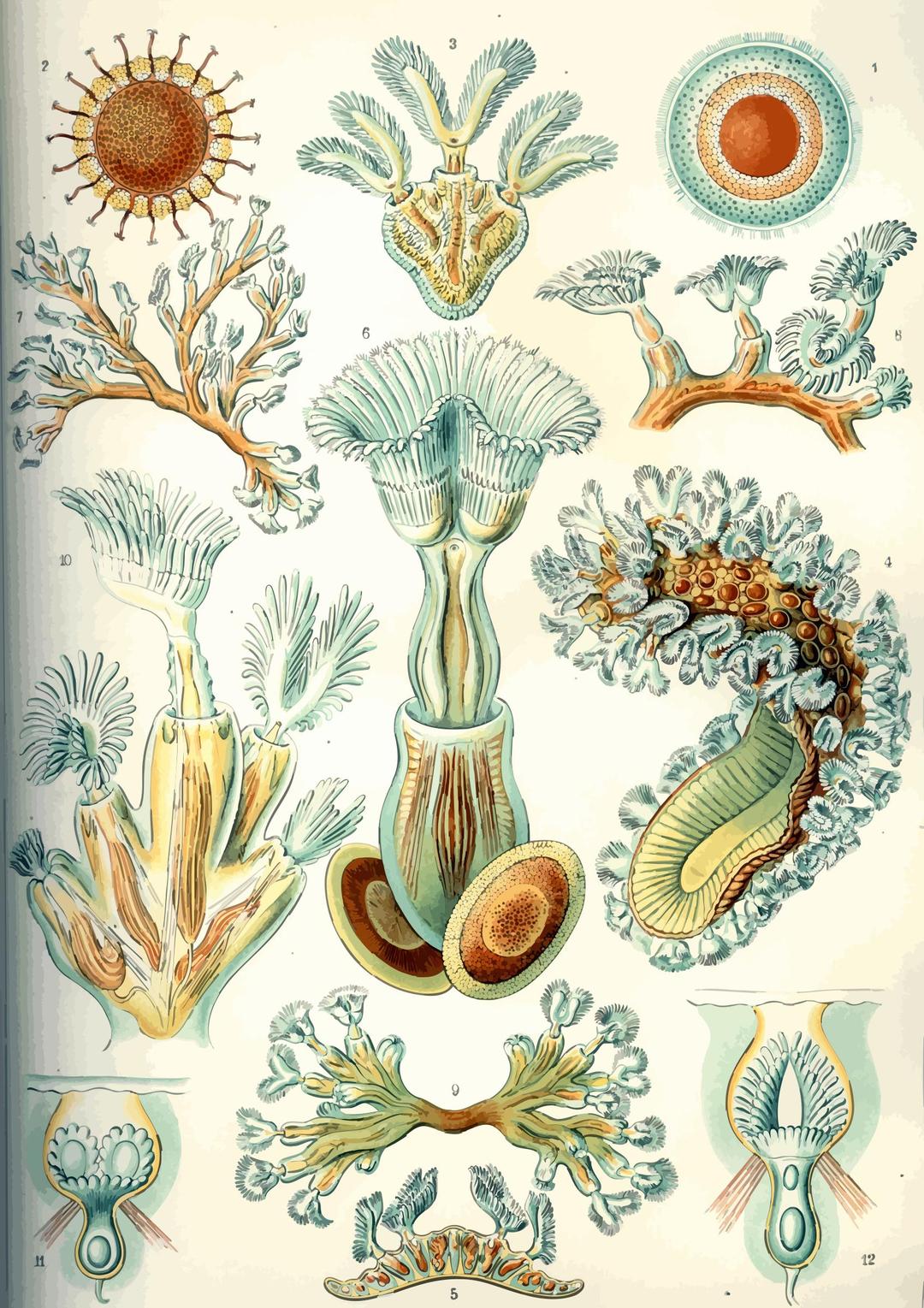 Bryozoa png transparent