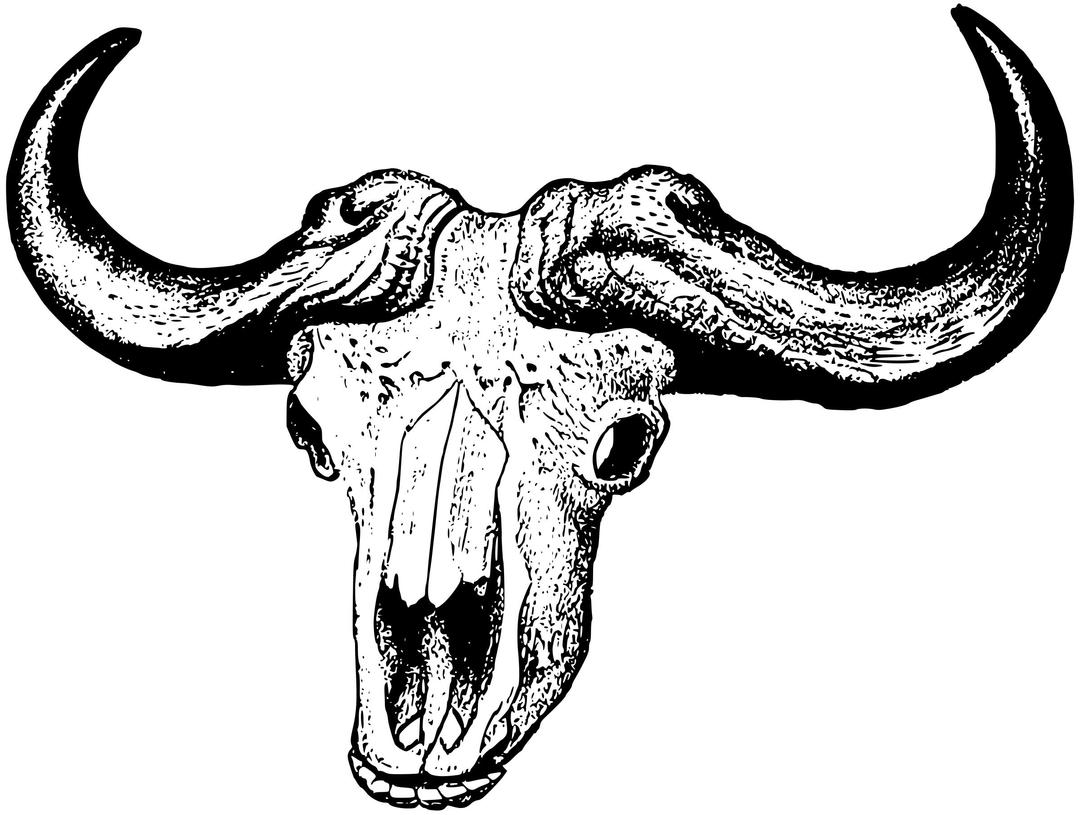 Buffalo skull png transparent