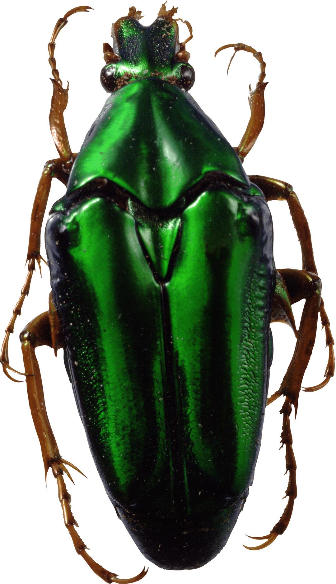 Bug Green png transparent