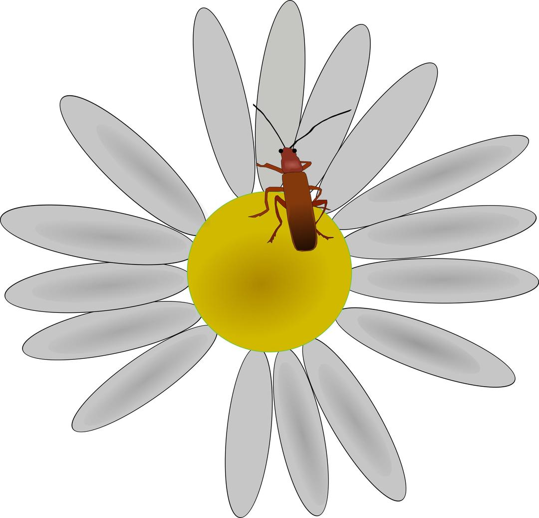 bug on a flower png transparent