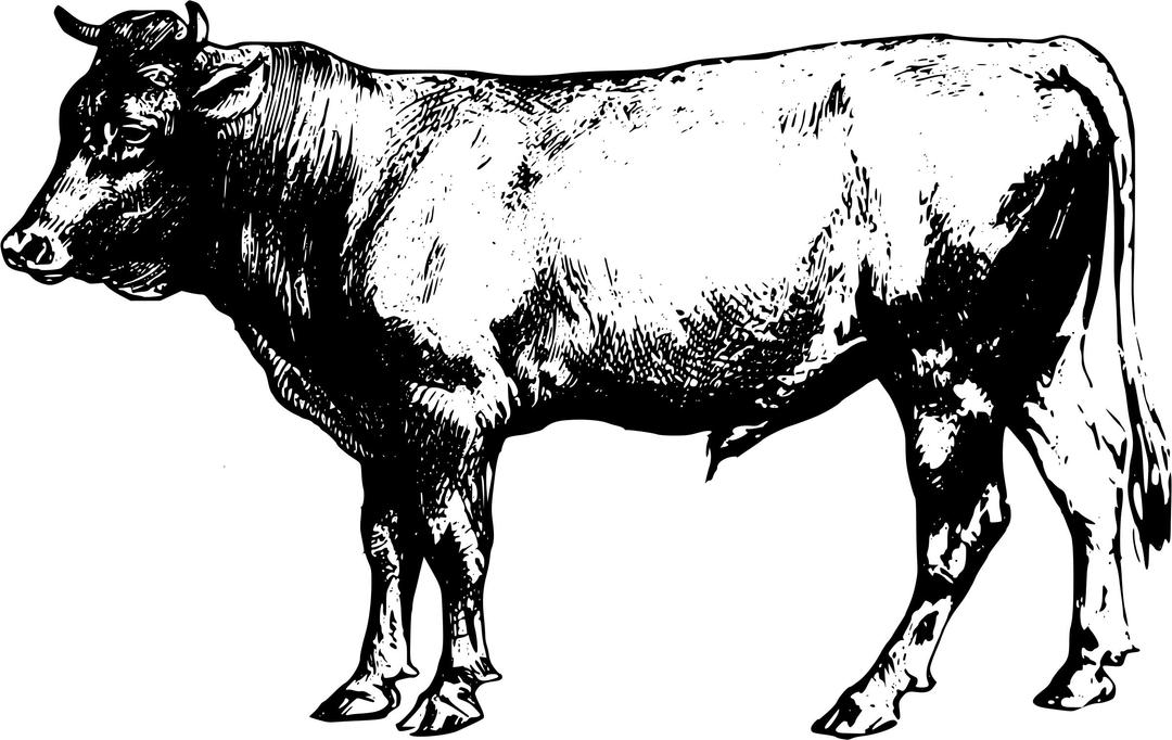 Bull 2 png transparent