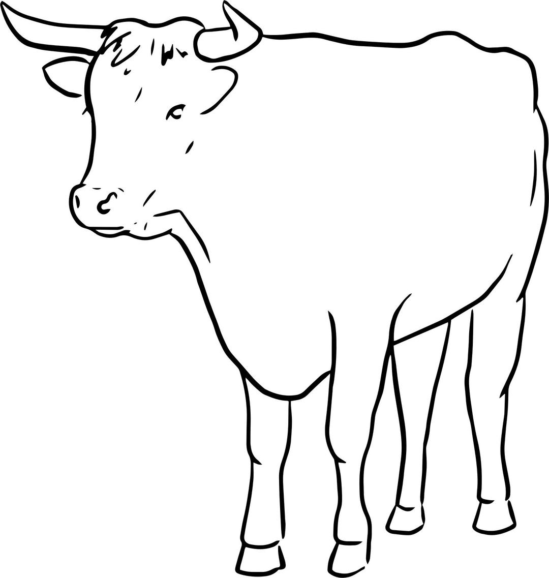 Bull line drawing png transparent