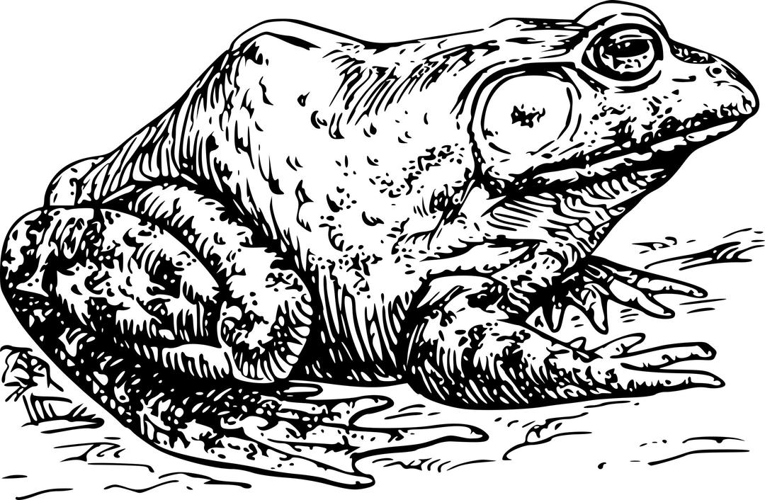 Bullfrog png transparent