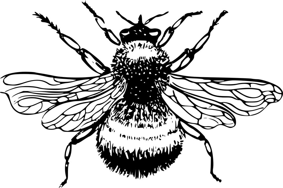 bumble-bee png transparent