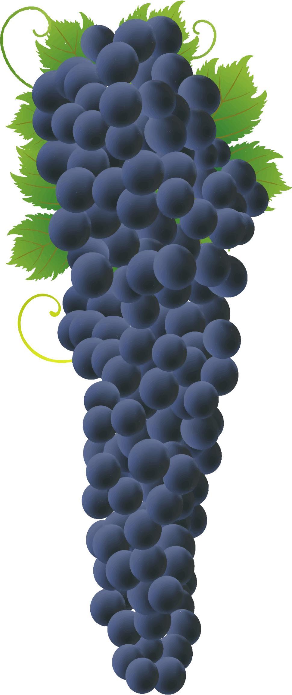 Bunch Of Delicious Grapes AI png transparent