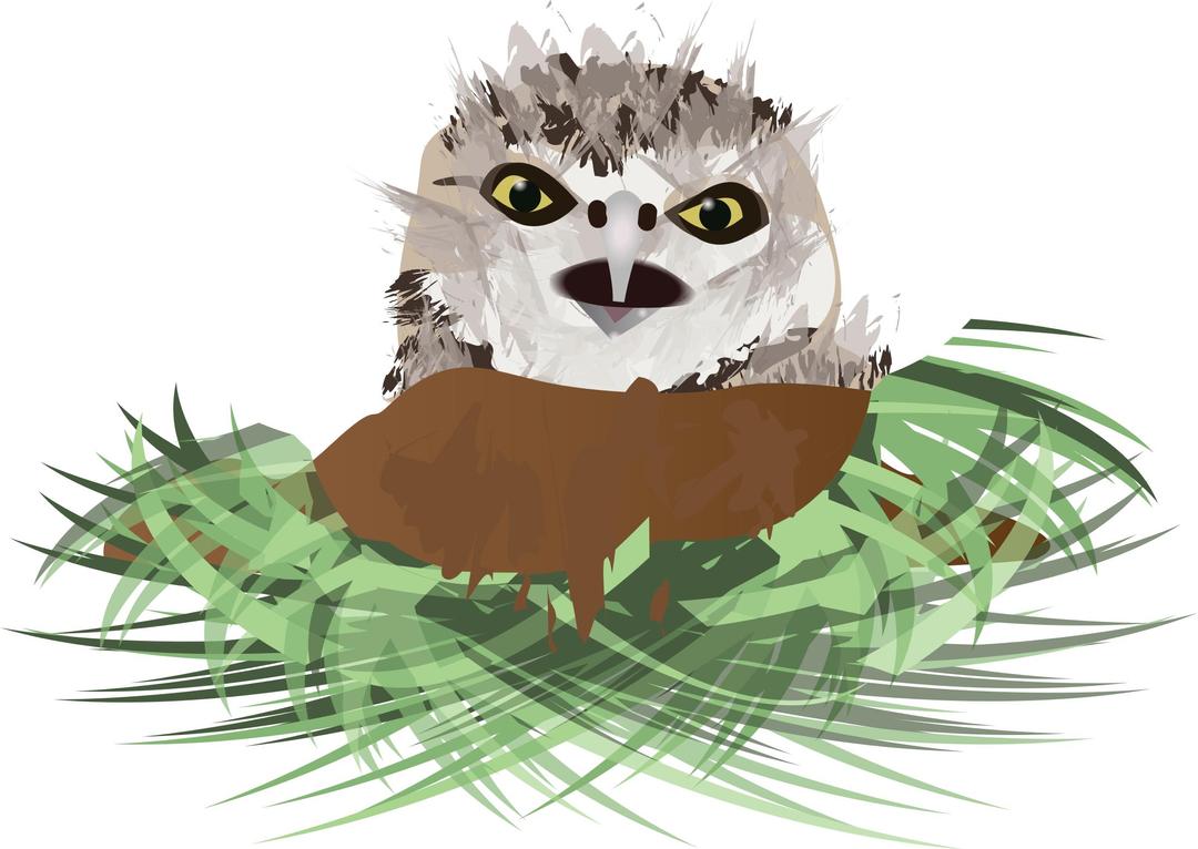 Burrowing Owl png transparent