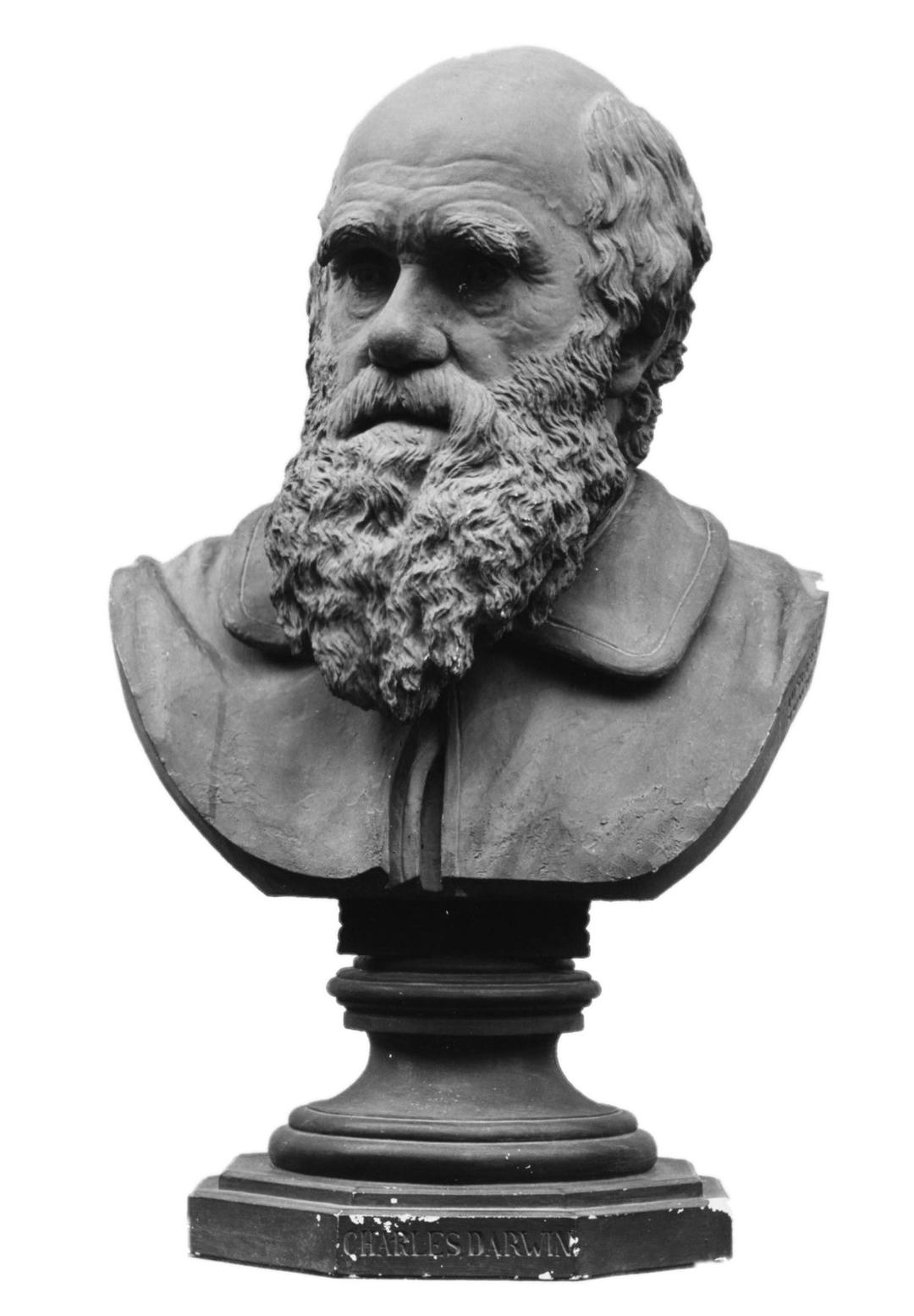 Bust Of Charles Darwin png transparent