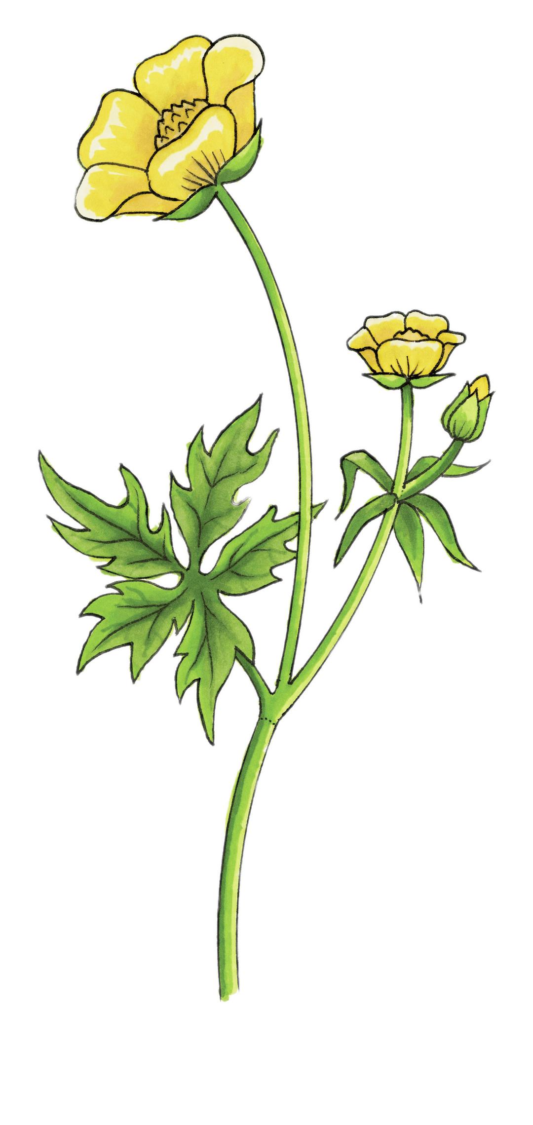 Buttercup Drawing png transparent
