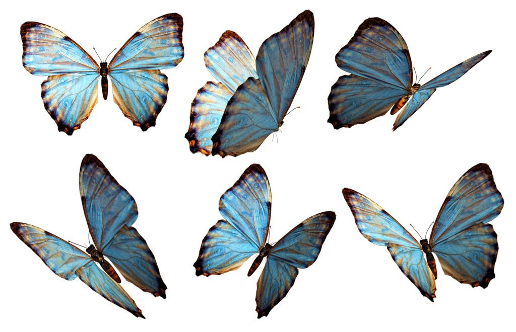 Butterflies Group Blue png transparent