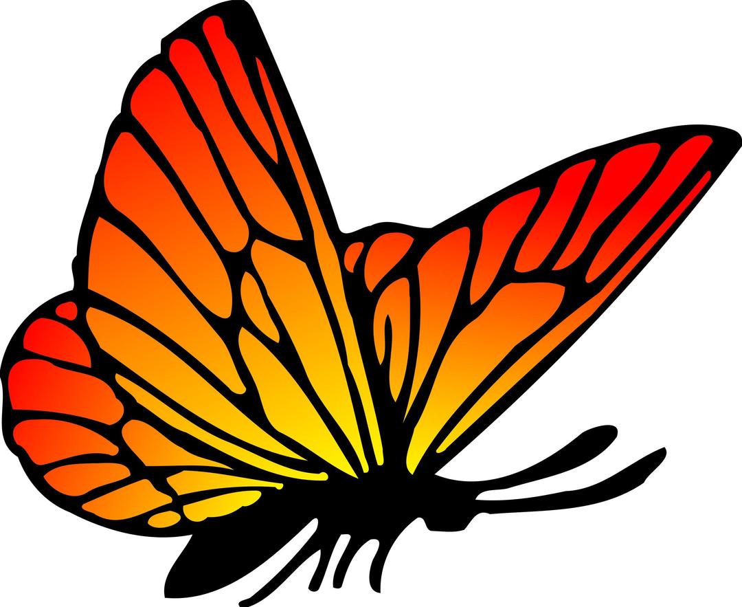 Butterfly 16 (colour) png transparent