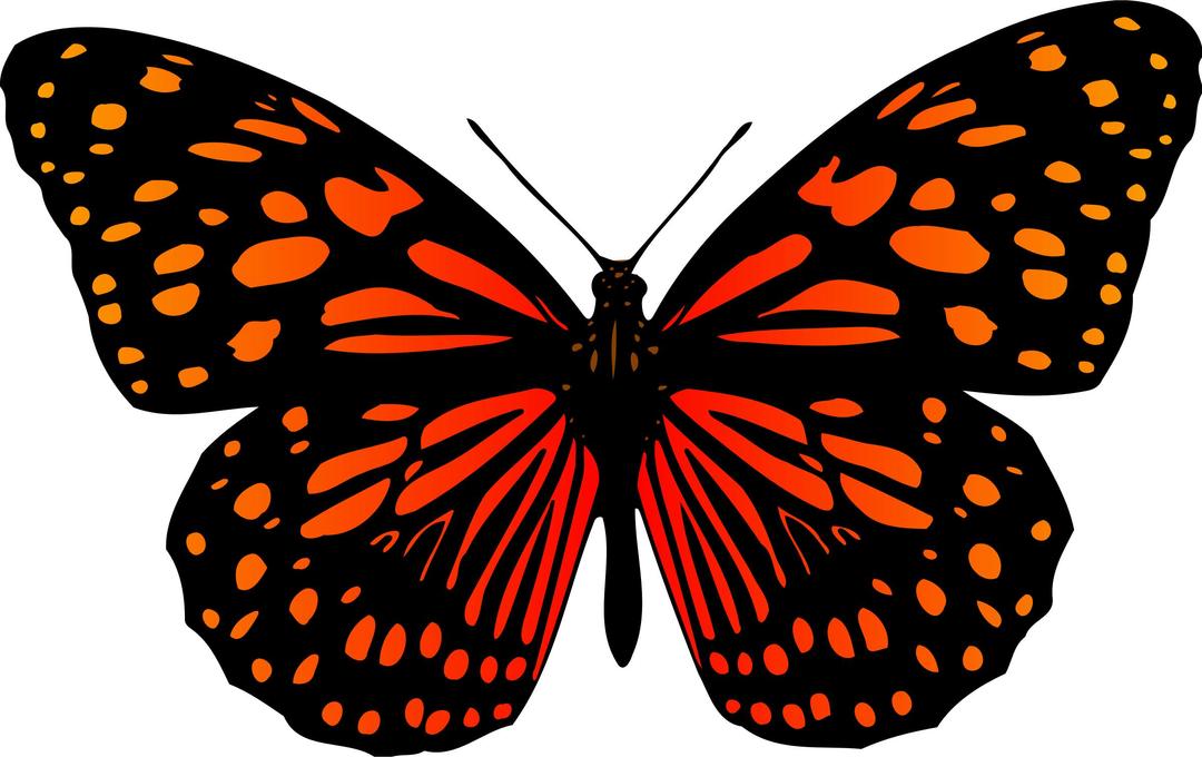 Butterfly 17 (colour) png transparent