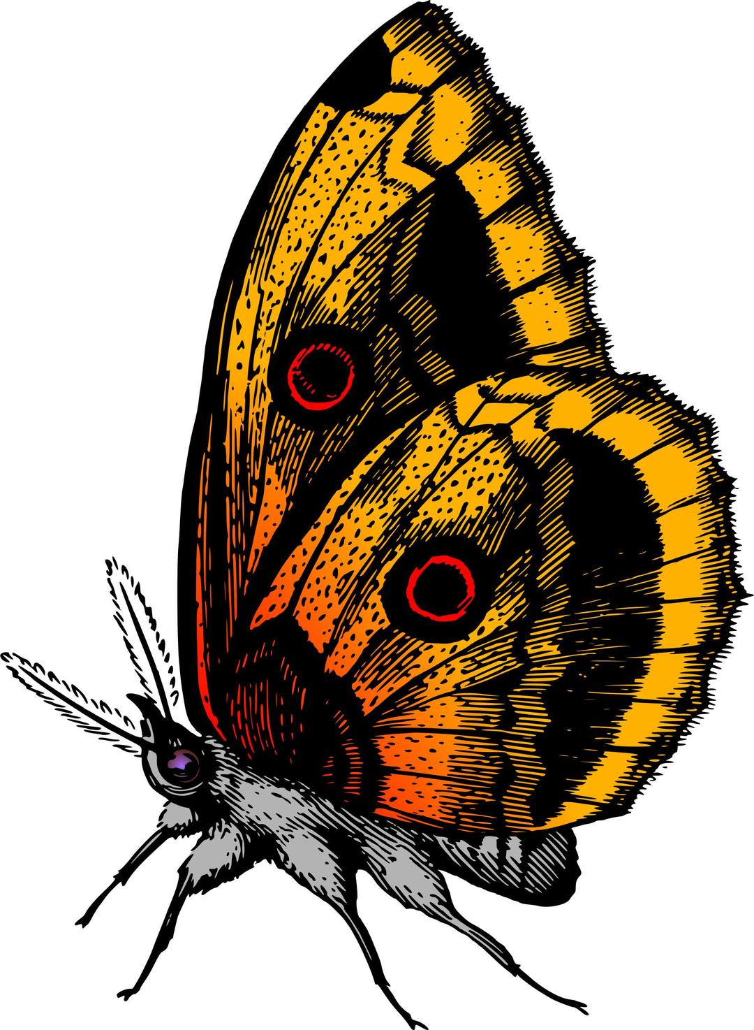 Butterfly 18 (colour) png transparent