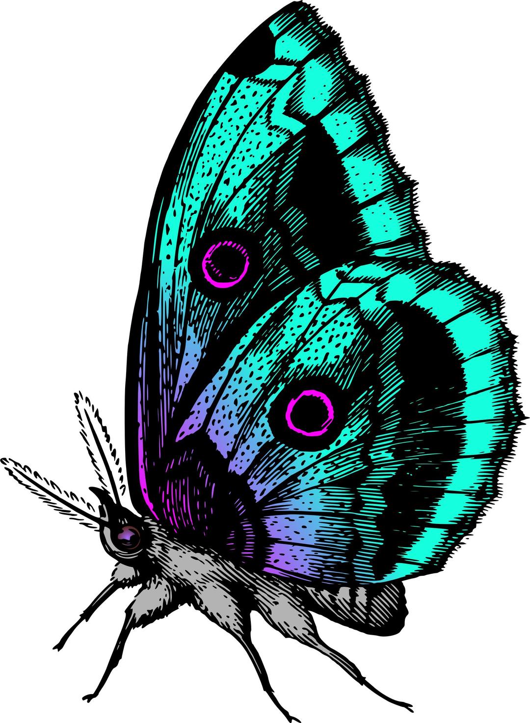 Butterfly 18 (colour 2) png transparent