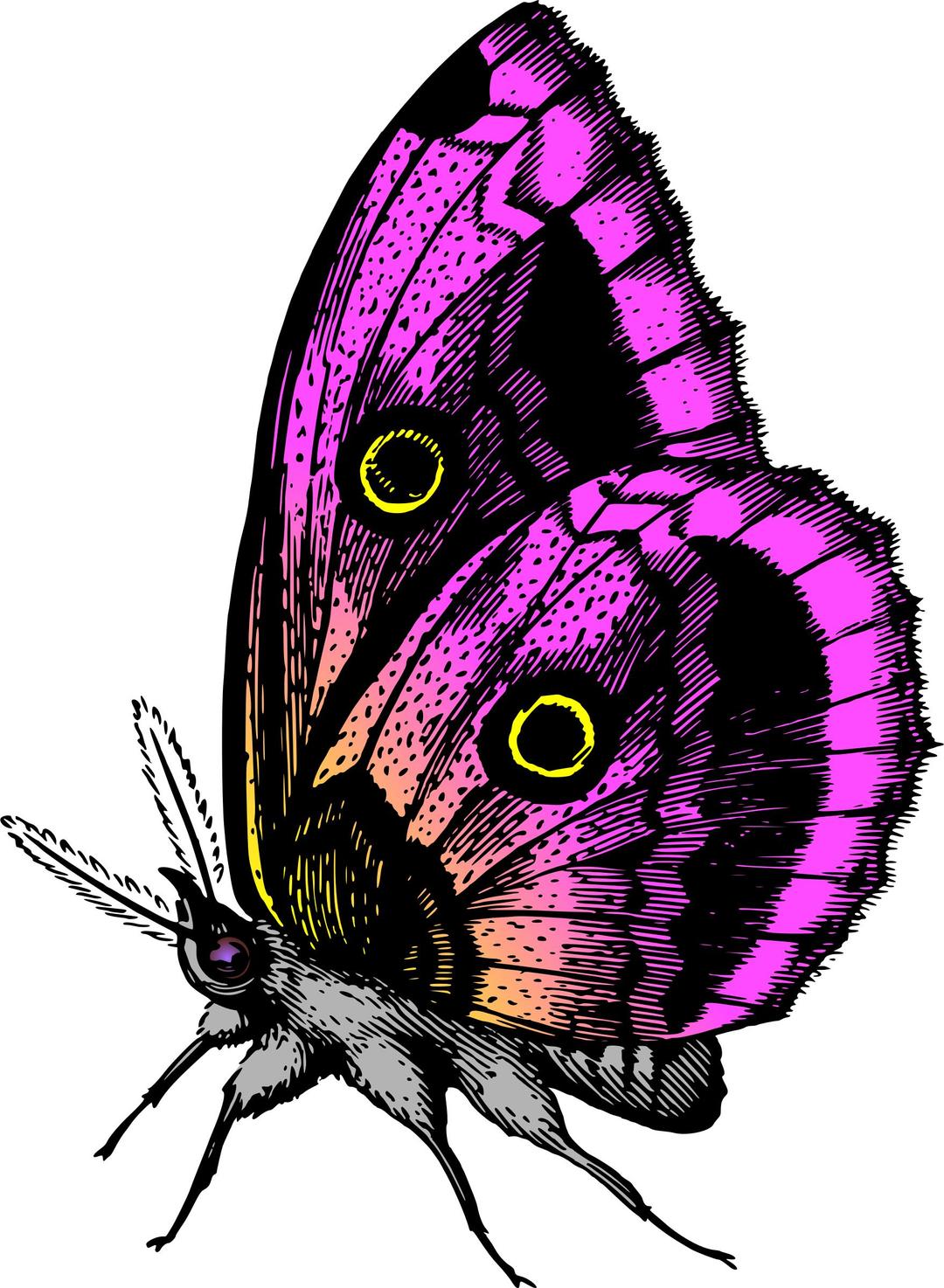 Butterfly 18 (colour3) png transparent