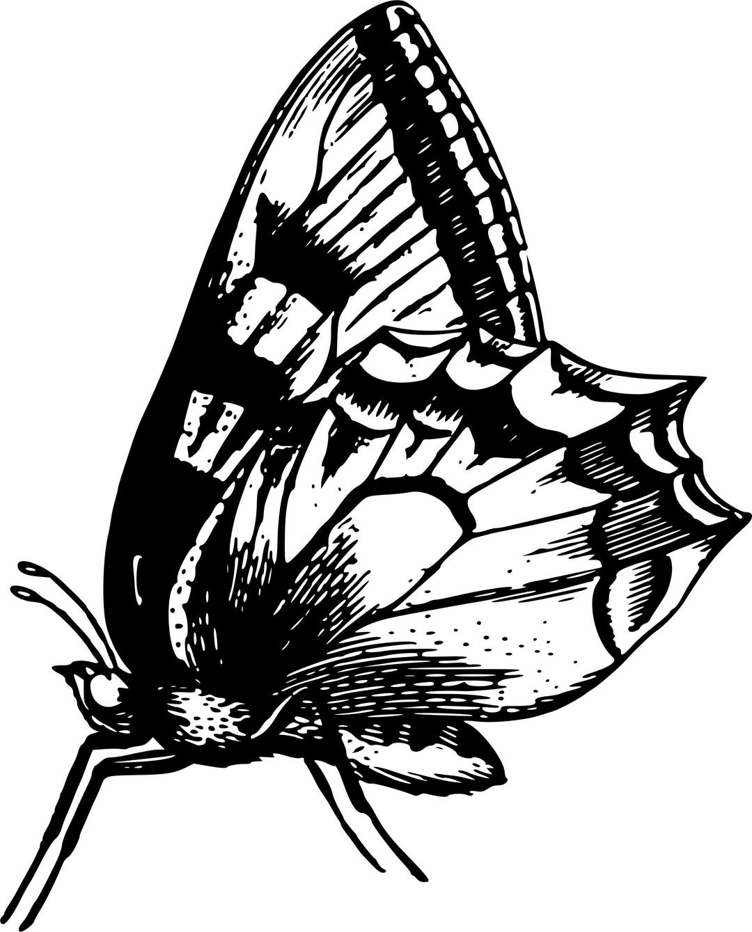 Butterfly 19 png transparent
