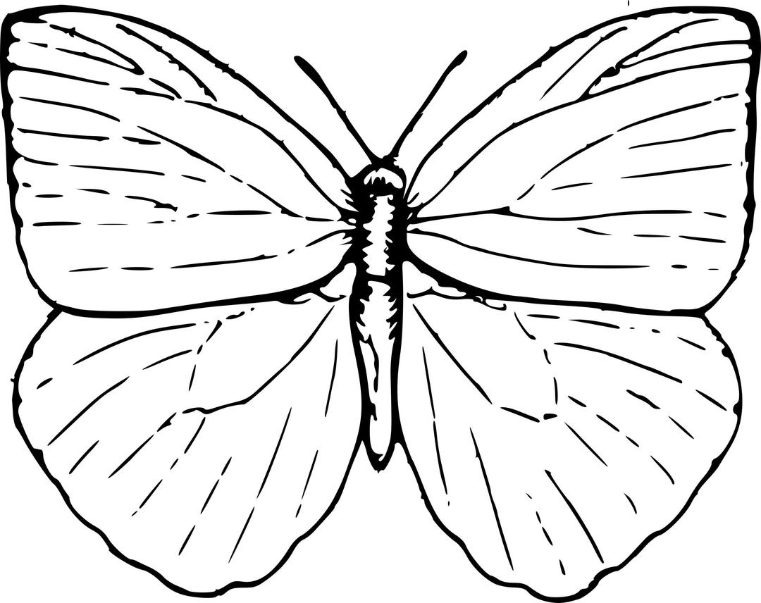 butterfly 2 png transparent