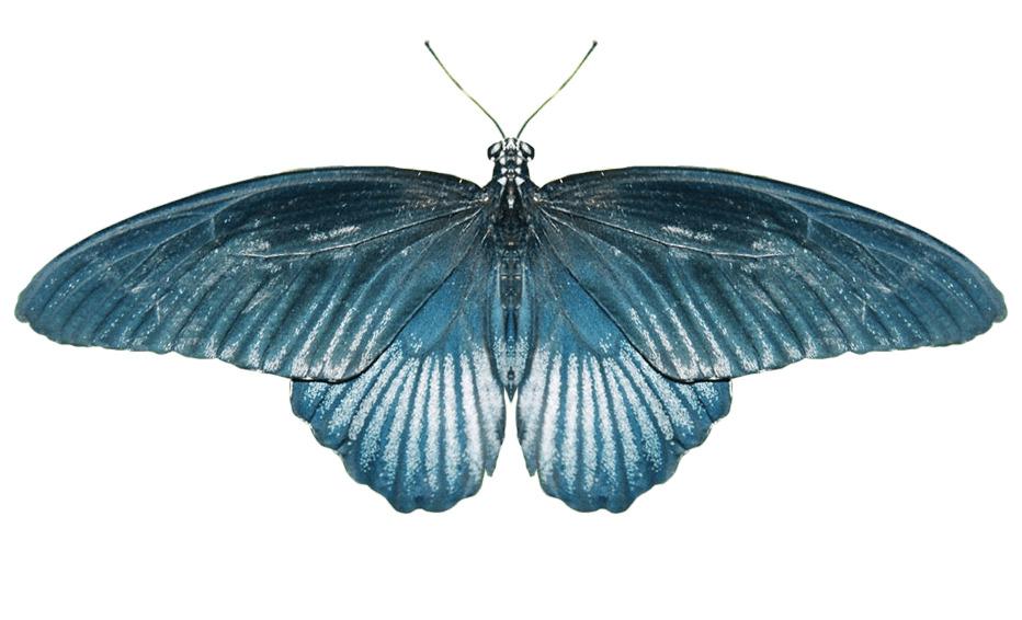 Butterfly Blue png transparent