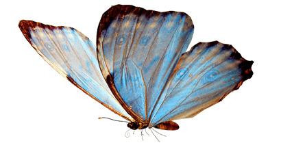 Butterfly Flying png transparent