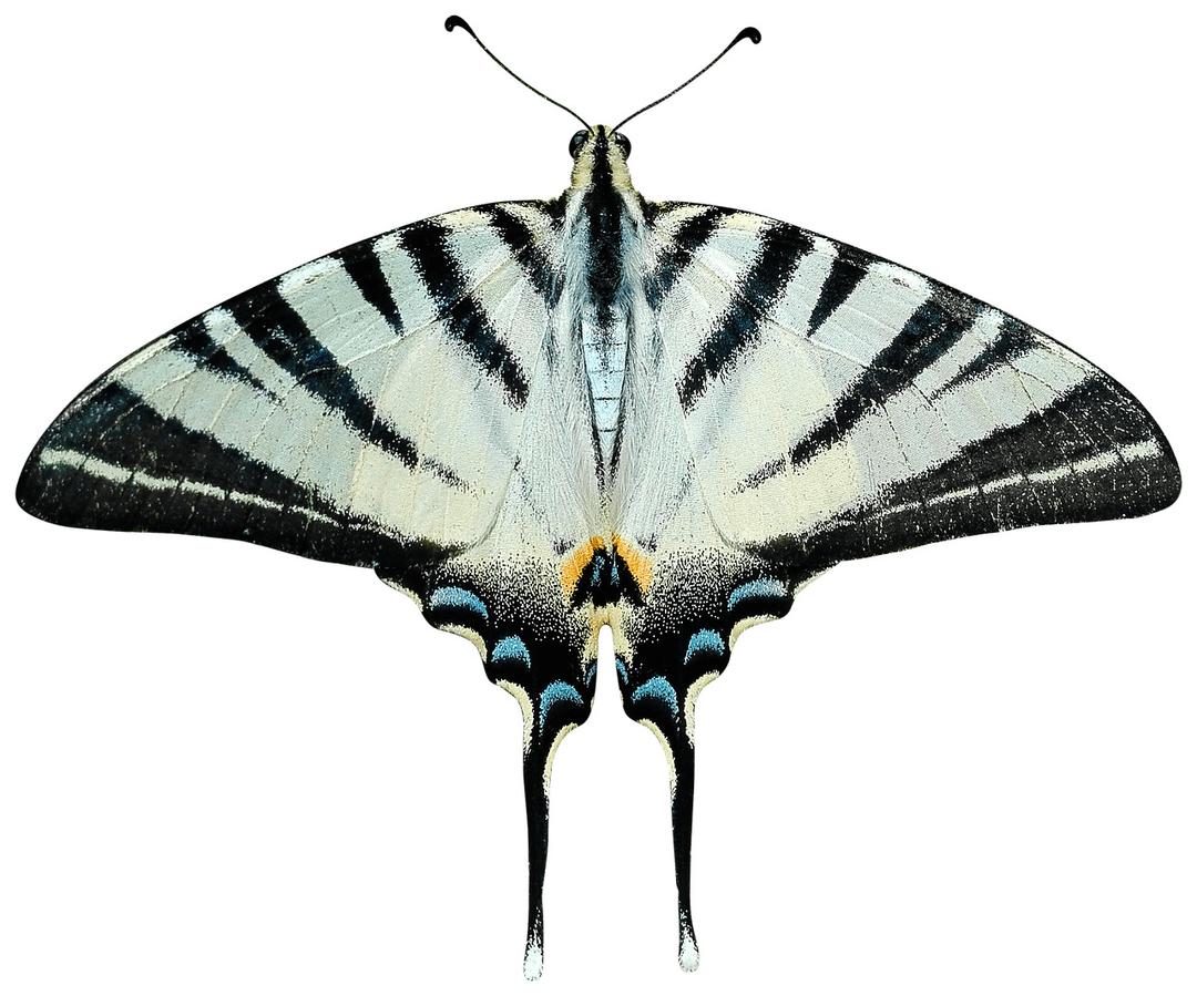 Butterfly Grey and Black png transparent