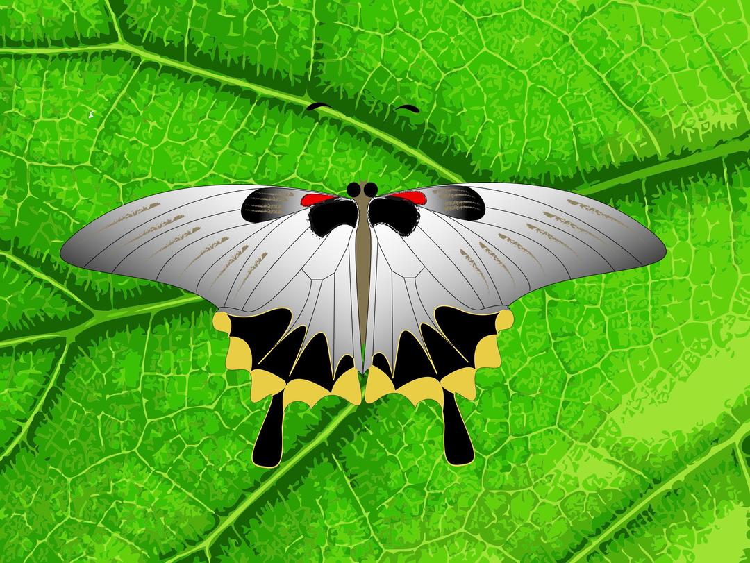 butterfly on a leaf png transparent