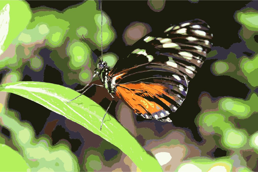 Butterfly on Leaf png transparent