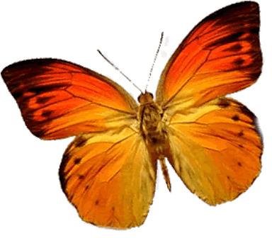 Butterfly Orange Left png transparent