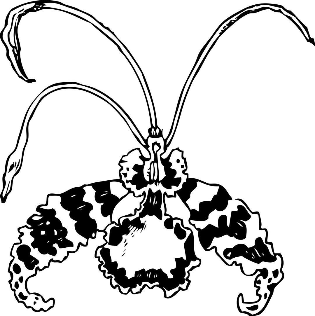 butterfly orchid png transparent