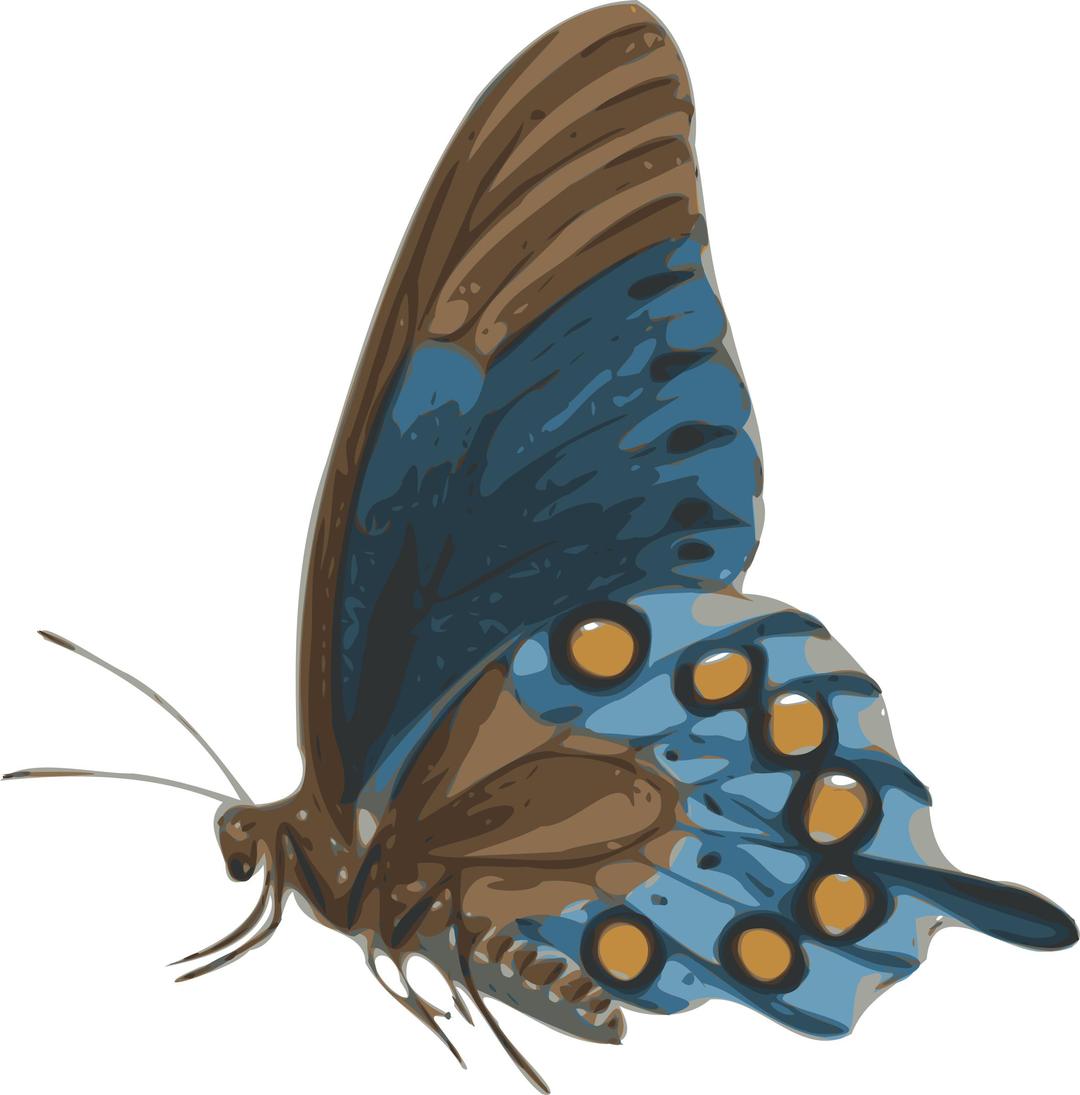 butterfly (papilio philenor) - side png transparent