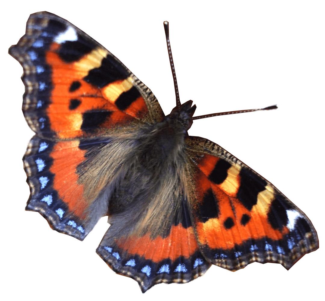 Butterfly Right png transparent
