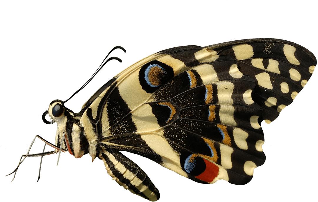 Butterfly Sideview png transparent