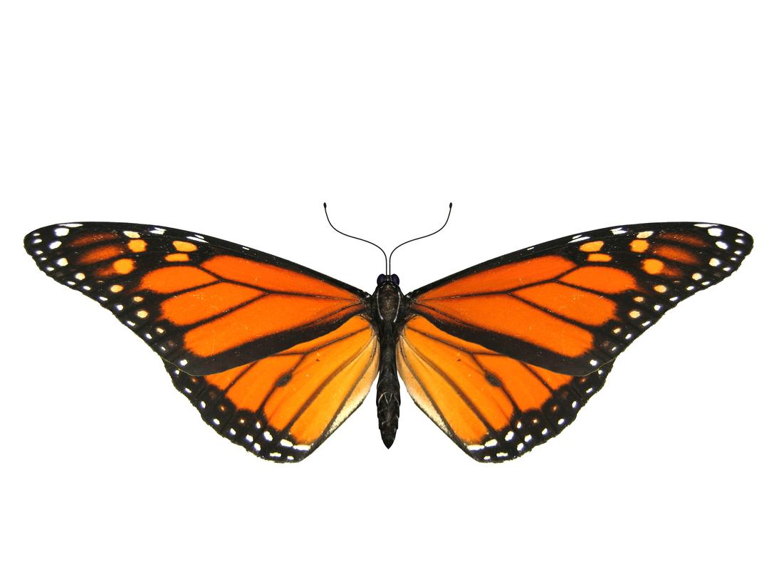 Butterfly Small Wings png transparent