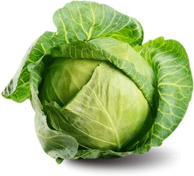 Cabbage Open Flower png transparent