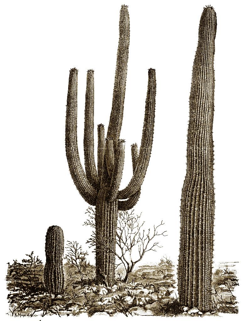 Cactus Illustration png transparent