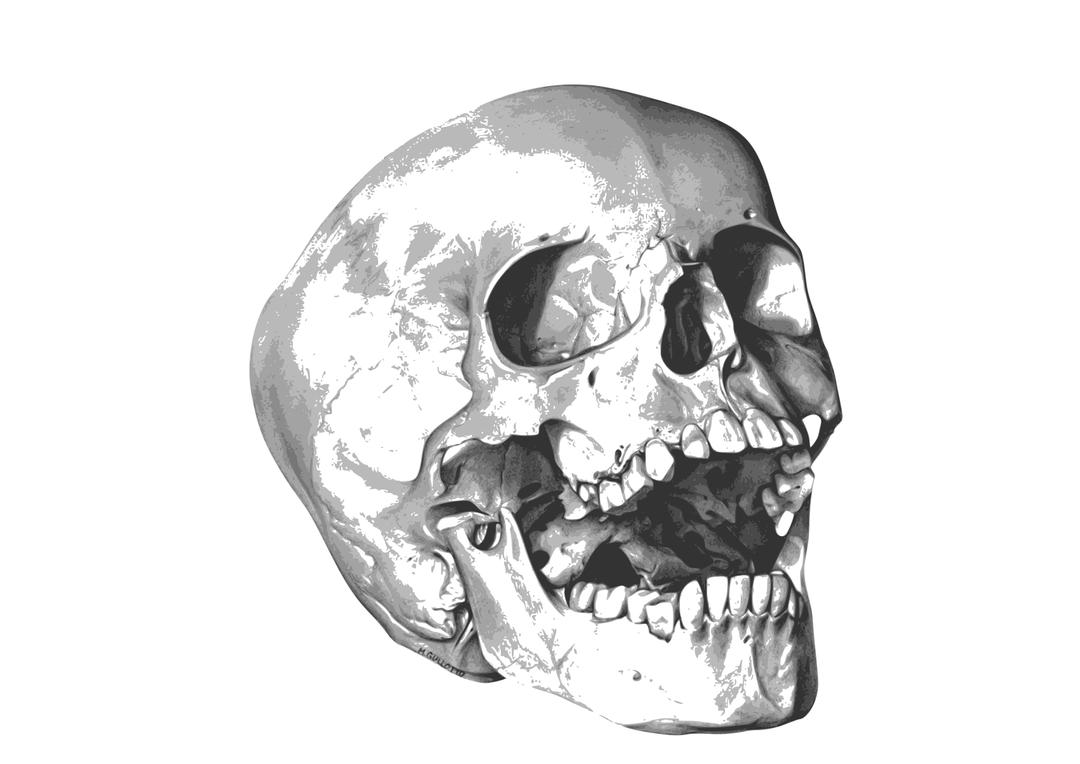 Calavera - skull png transparent