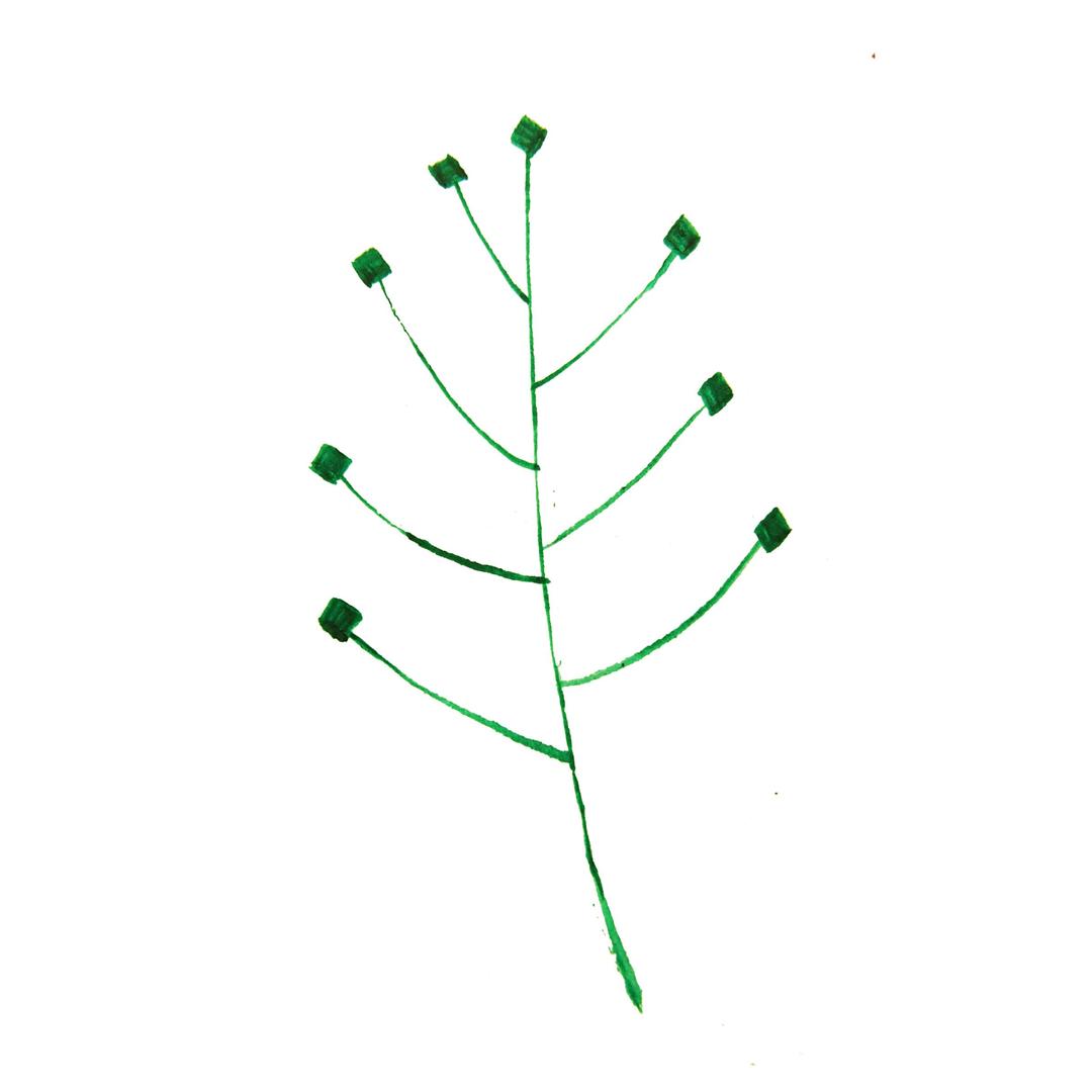 Calligraphic Illustration- Leaf, Twig, Plant- 1 png transparent