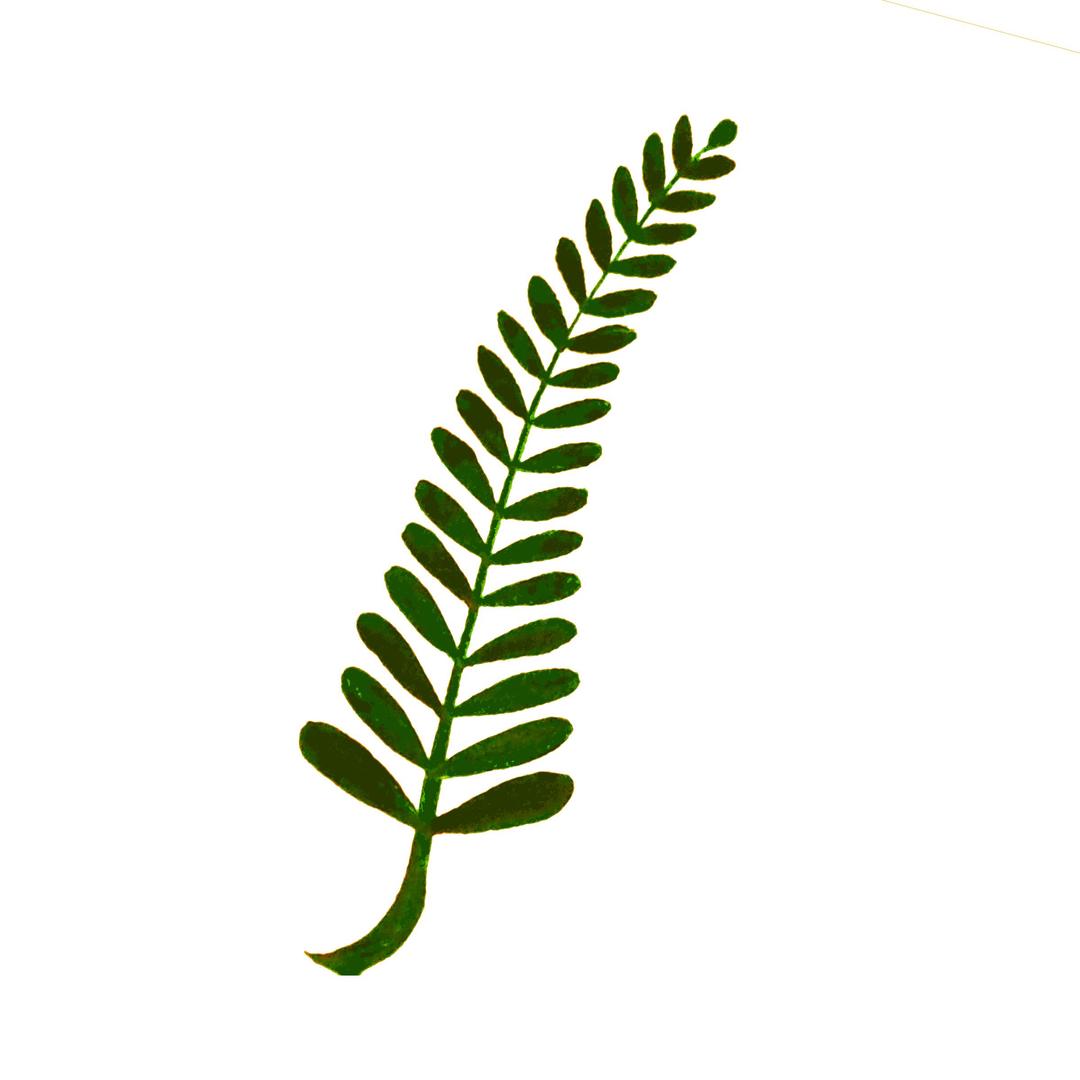 Calligraphic Illustration- Leaf, Twig, Plant- 3 png transparent