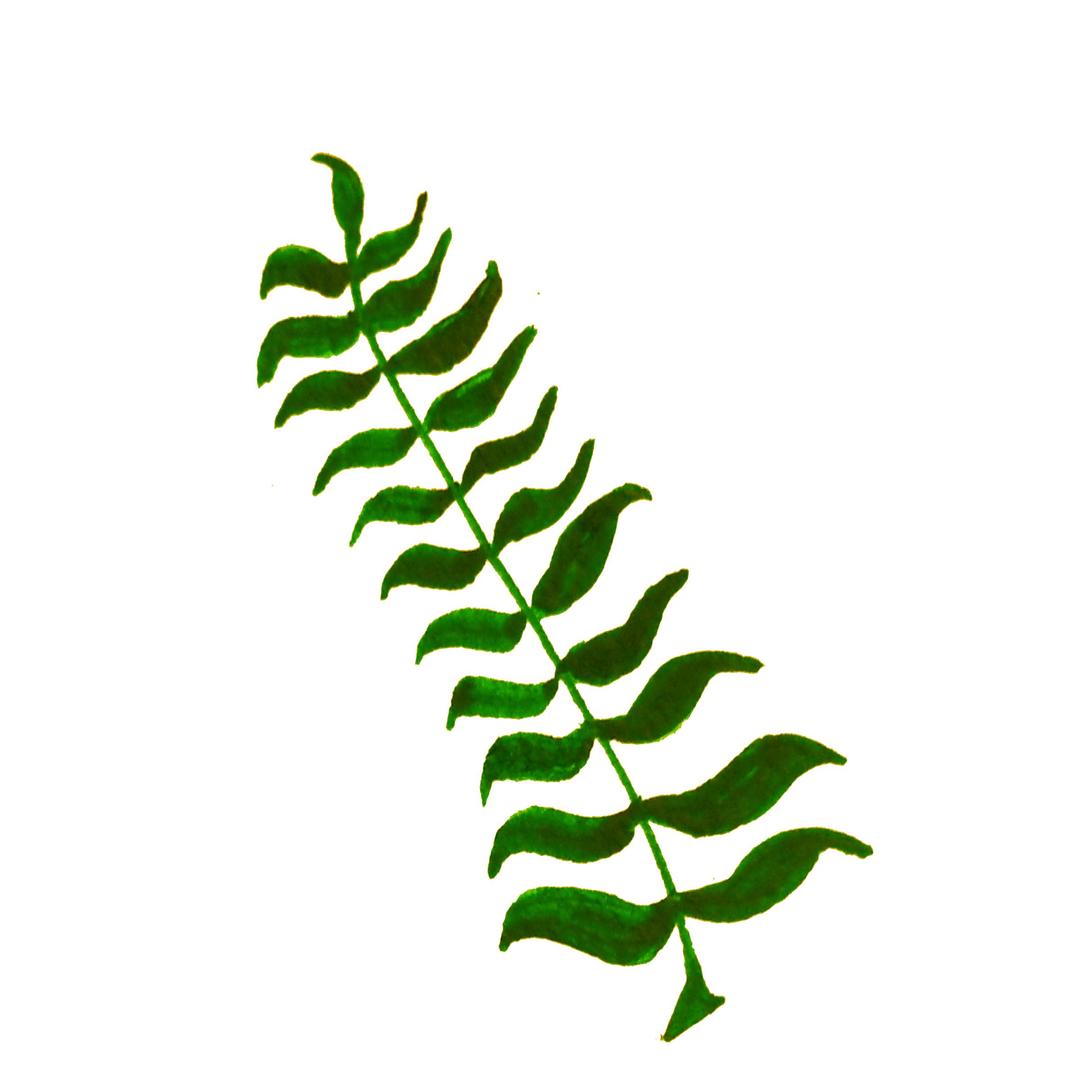 Calligraphic Illustration- Leaf, Twig, Plant- 4 png transparent