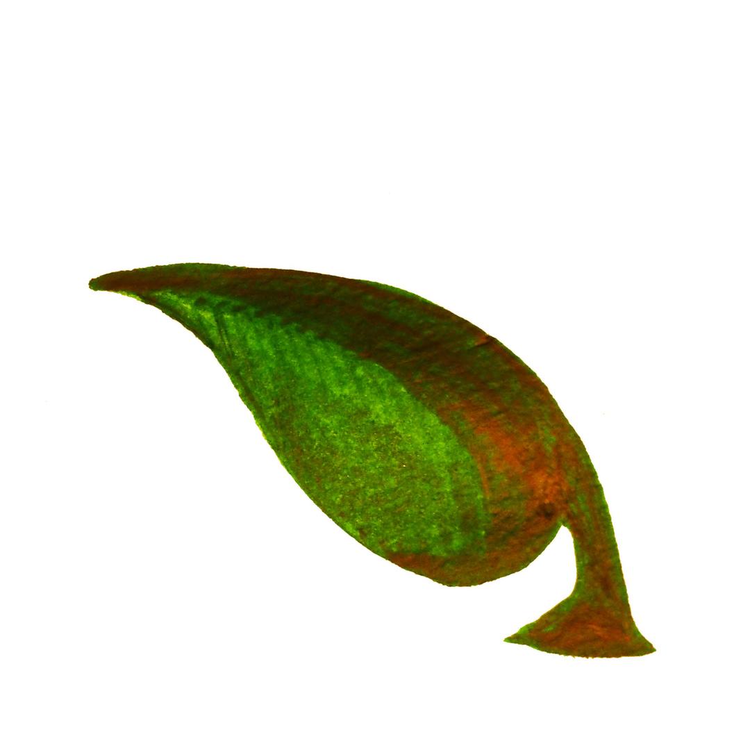Calligraphic Illustration- Leaf, Twig, Plant- 5 png transparent