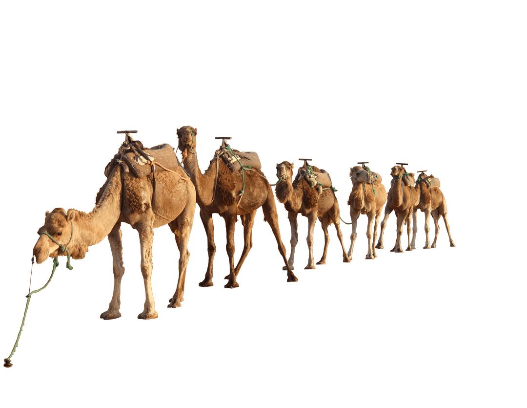 Camel Group png transparent