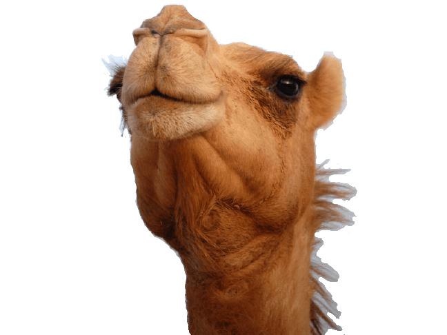 Camel Head png transparent