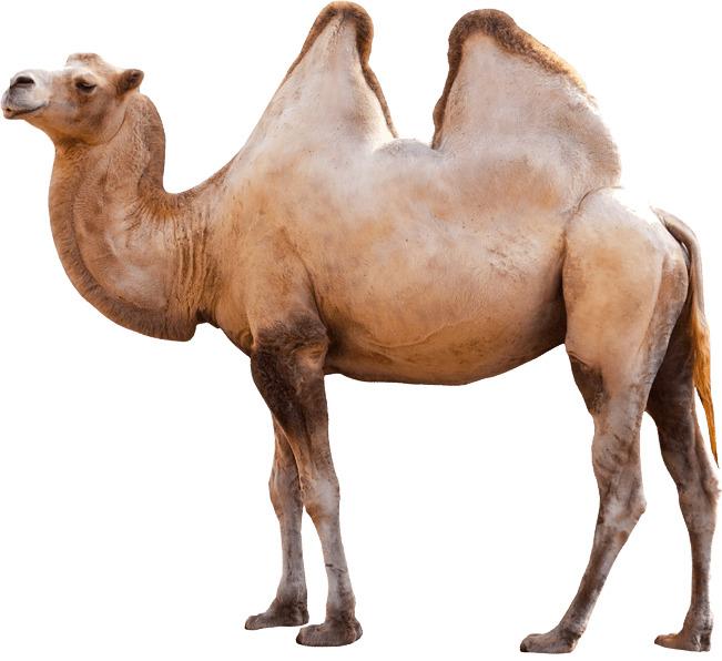 Camel png transparent